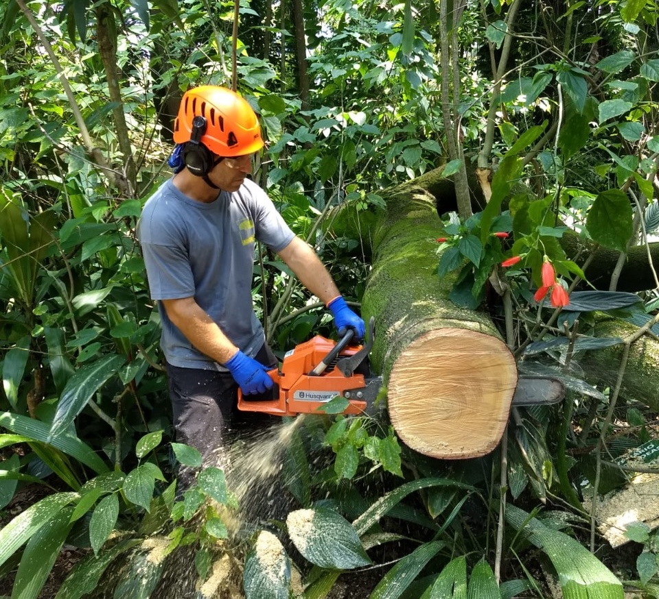 Porque contratar um arborista